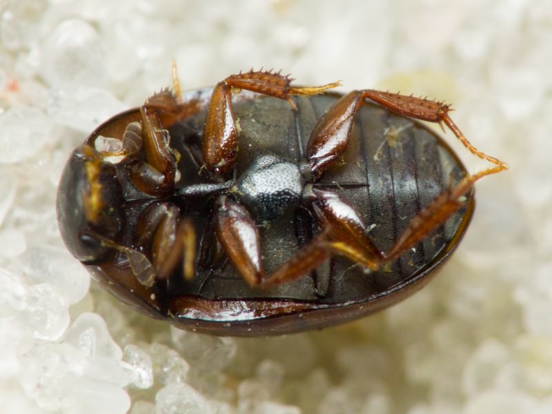 Hydrophilidae LatreiIle, 1802